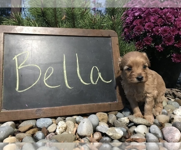 Medium Photo #1 Goldendoodle Puppy For Sale in ARCOLA, IL, USA
