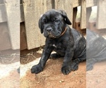 Small Photo #4 Cane Corso Puppy For Sale in MCDONOUGH, GA, USA