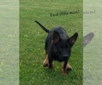 Small Photo #6 German Shepherd Dog Puppy For Sale in BLUFFTON, IN, USA
