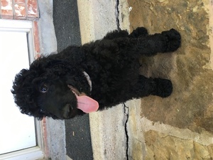 Medium Poodle (Standard)