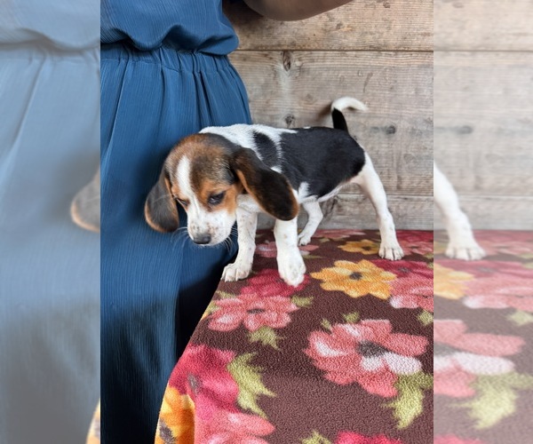 Medium Photo #3 Beagle Puppy For Sale in VERMONTVILLE, MI, USA
