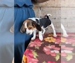 Small #2 Beagle