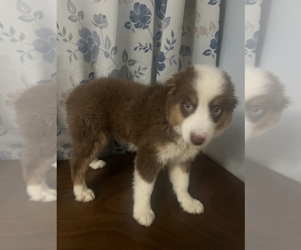 Medium Photo #19 Miniature Australian Shepherd Puppy For Sale in DURHAM, CT, USA
