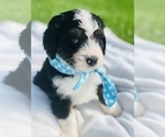 Small Photo #14 Bernedoodle Puppy For Sale in FLEMING ISLAND, FL, USA