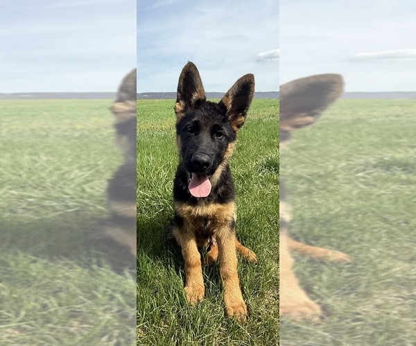 Medium Photo #1 German Shepherd Dog Puppy For Sale in NEWVILLE, PA, USA