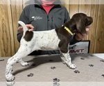 Puppy Yellow Collar German Shorthaired Pointer