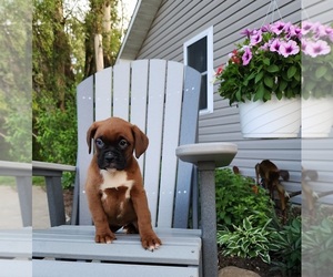 Boxer Puppy for sale in EDINA, MO, USA