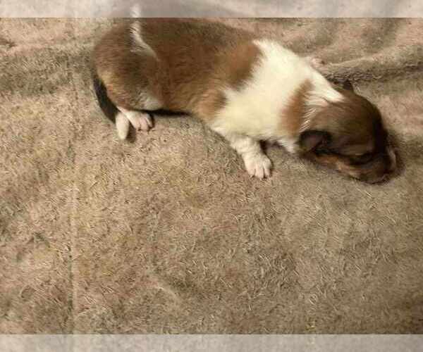 Medium Photo #15 Collie Puppy For Sale in HIGH POINT, NC, USA