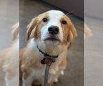 Small #2 Collie Mix