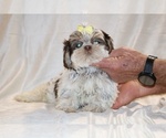 Small #13 Shih Tzu