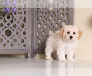 Morkie Puppy for sale in MOUNT VERNON, OH, USA