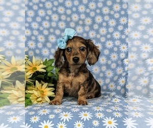 Dachshund Puppy for sale in LINCOLN UNIVERSITY, PA, USA