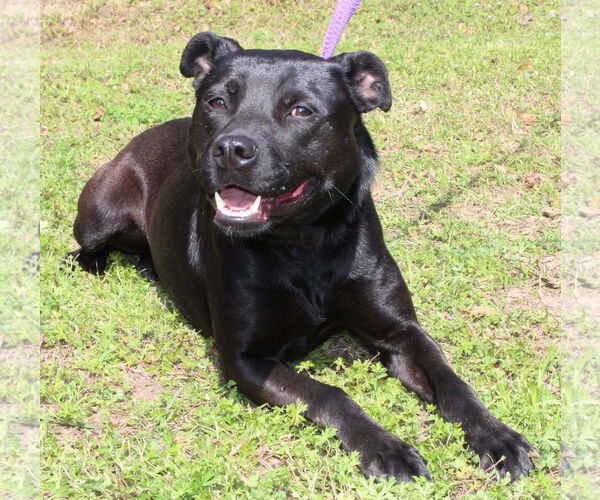 Medium Photo #3 Labrador Retriever-Unknown Mix Puppy For Sale in Prattville, AL, USA