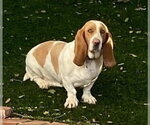 Small #2 Basset Hound
