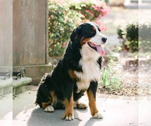 Father of the Great Bernese puppies born on 06/21/2022