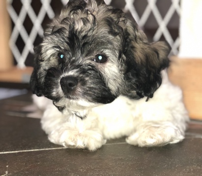 Medium Photo #1 Havanese Puppy For Sale in LAKE ORION, MI, USA