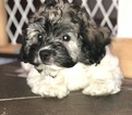 Small Photo #1 Havanese Puppy For Sale in LAKE ORION, MI, USA