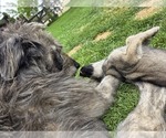 Small #9 Caucasian Shepherd Dog-Irish Wolfhound Mix