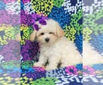 Small Photo #3 Maltipoo Puppy For Sale in LANCASTER, PA, USA