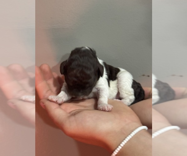 Medium Photo #7 Poodle (Standard) Puppy For Sale in LONGMONT, CO, USA