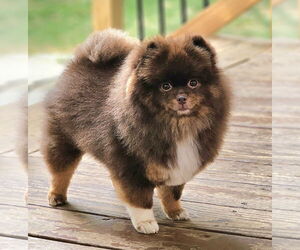 Pomeranian Dogs for adoption in Lebanon, PA, USA