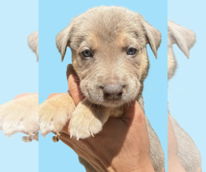 Mutt Dogs for adoption in Rockville, MD, USA