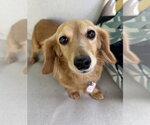 Small #5 Dachshund