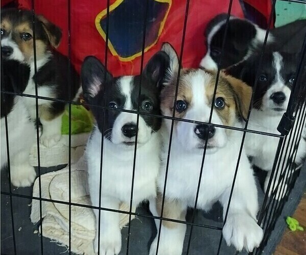 Medium Photo #1 Border Collie-Pembroke Welsh Corgi Mix Puppy For Sale in CHILOQUIN, OR, USA