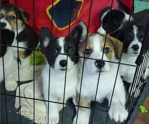 Border Collie-Pembroke Welsh Corgi Mix Puppy for sale in CHILOQUIN, OR, USA