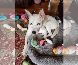 Mutt Dogs for adoption in Shelburne, VT, USA