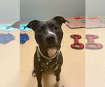 Small #11 American Pit Bull Terrier Mix