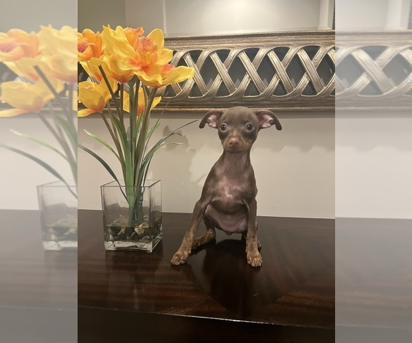 Medium Photo #4 Miniature Pinscher Puppy For Sale in BALTIMORE, MD, USA