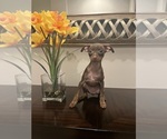 Small Photo #4 Miniature Pinscher Puppy For Sale in BALTIMORE, MD, USA