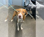 Small #3 Beagle Mix