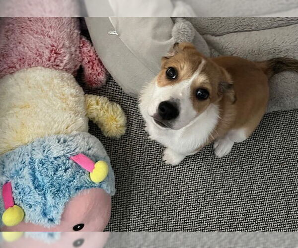 Medium Photo #2 Beagle-Great Pyrenees Mix Puppy For Sale in Plainfield, IL, USA