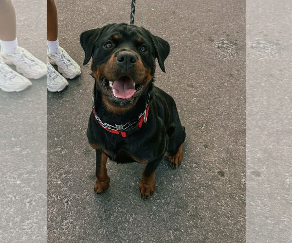 Medium Photo #6 Rottweiler Puppy For Sale in Tampa, FL, USA