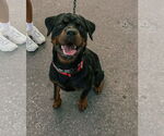 Small #5 Rottweiler