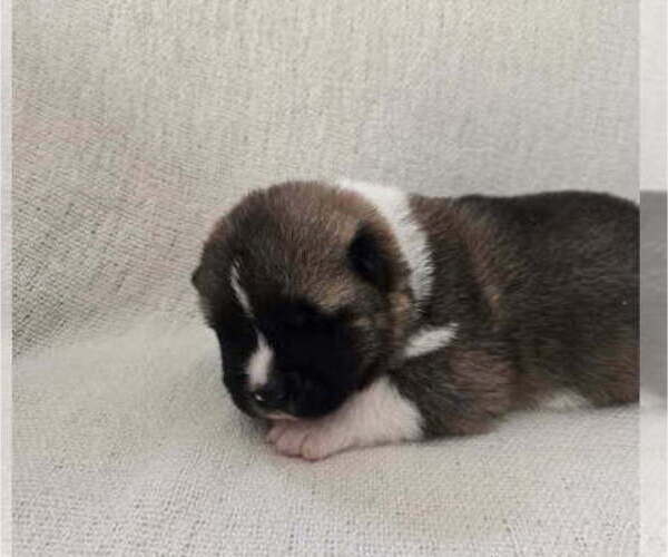 Medium Photo #6 Akita Puppy For Sale in STRAFFORD, MO, USA