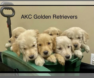 Golden Retriever Puppy for sale in LINCOLN PARK, MI, USA