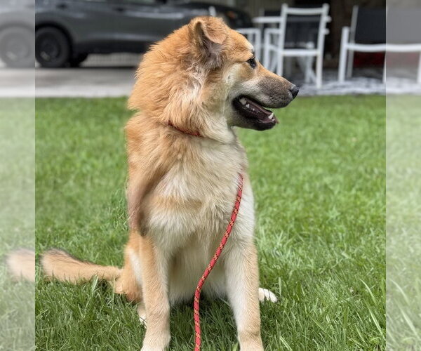 Medium Photo #3 Great Pyrenees Puppy For Sale in Yardley, PA, USA