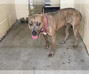 American Pit Bull Terrier Dogs for adoption in Ocala, FL, USA
