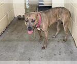 Small American Pit Bull Terrier