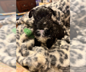 Yorkshire Terrier Puppy for sale in TALLAHASSEE, FL, USA