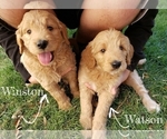 Small Photo #8 Goldendoodle Puppy For Sale in BRIARCLIFF, TX, USA