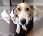 Small #1 Basset Hound
