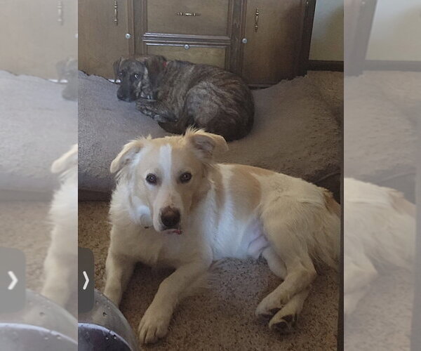 Medium Photo #2 Border Collie-Unknown Mix Puppy For Sale in Boston, MA, USA