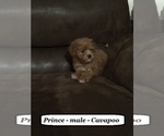Small Photo #4 Cavapoo Puppy For Sale in CLARKRANGE, TN, USA