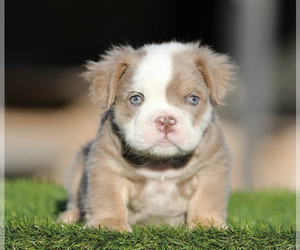 English Bulldog Puppy for sale in NASHVILLE, TN, USA