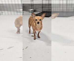 McIntosh Red #5058 - Male Chipin Dog for Adoption - Photo #3