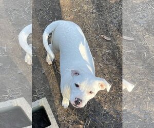 Bulloxer Dogs for adoption in Milner, GA, USA